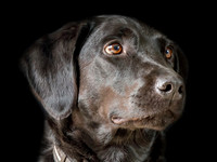 Wye Valley Charity 2025 Portraits